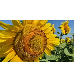 Hamarosan érkezik a napraforgóolaj!